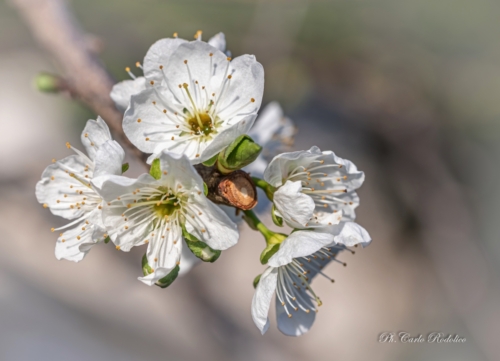 Fiori-1639