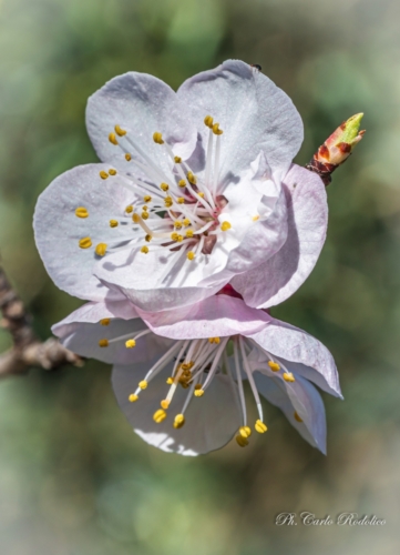 Fiori-1669