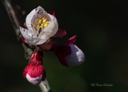 Fiori-1675