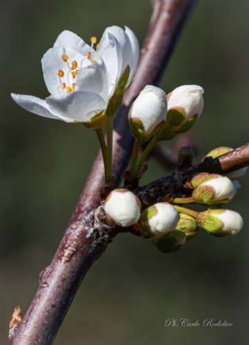 Fiori-1685