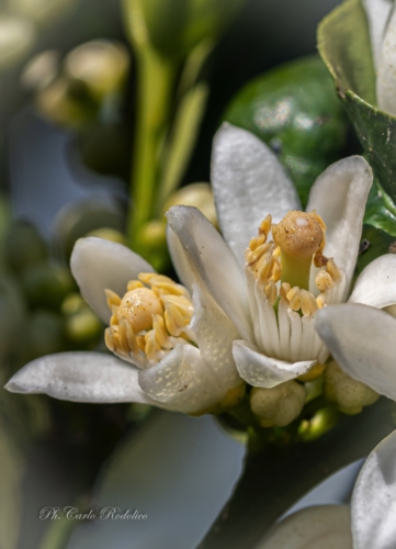 Fiori-1720
