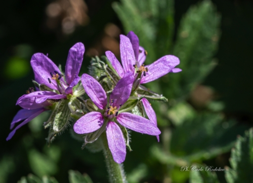 Fiori-1776