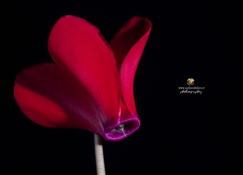 fiori-1335 (1)