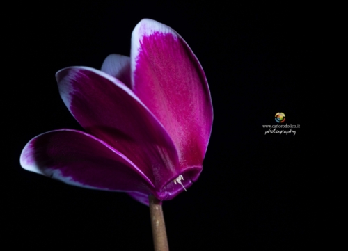 fiori-1341 (1)