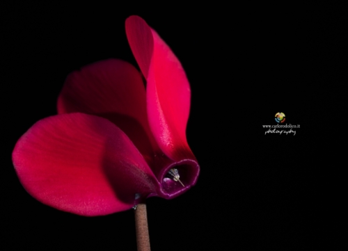 fiori-1344