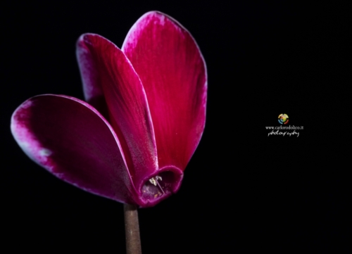fiori-1345