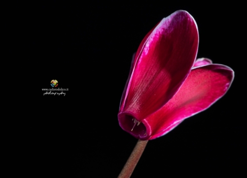 fiori-1349