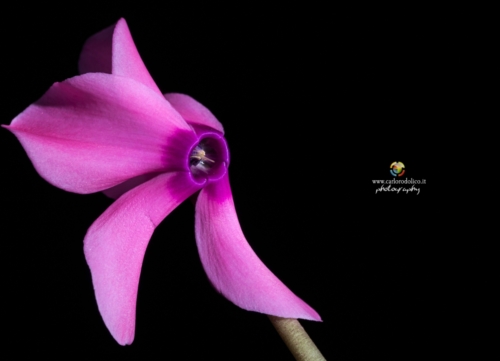 fiori-1355