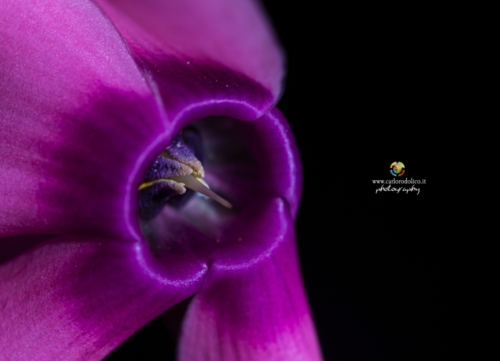 fiori-1364