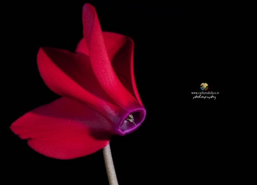 fiori-1382