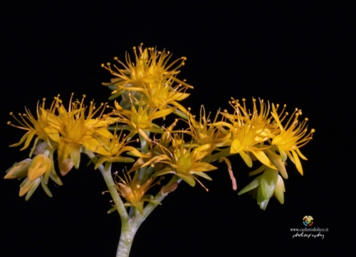 fiori-1385