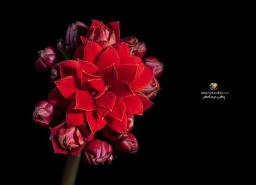 fiori-1401 (1)