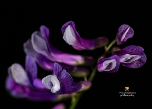 fiori-1407 (1)