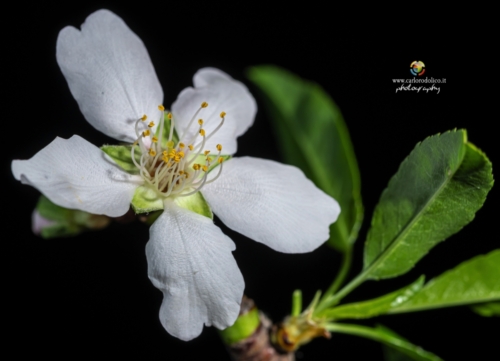 fiori-1414