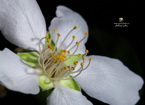 fiori-1418