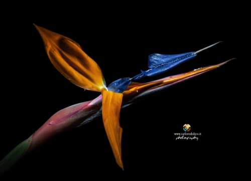 fiori-1442