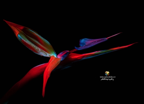 fiori-1449