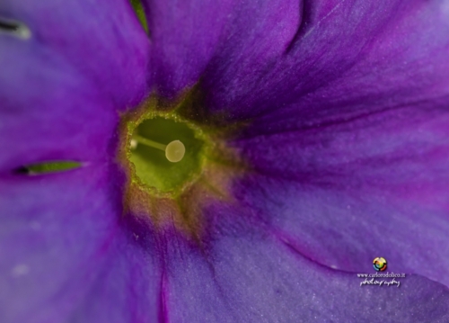 fiori-1499
