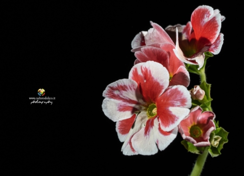 fiori-1510