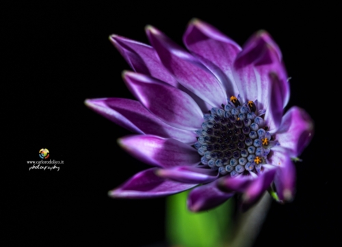 fiori-1517