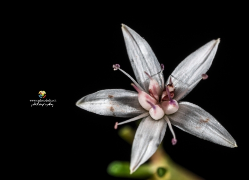 fiori-1531