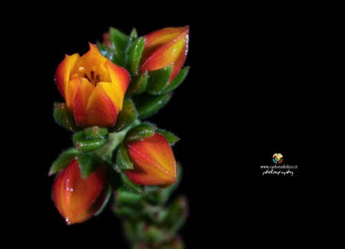 fiori-1546