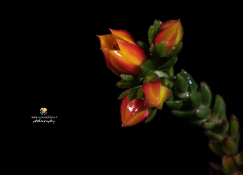 fiori-1553
