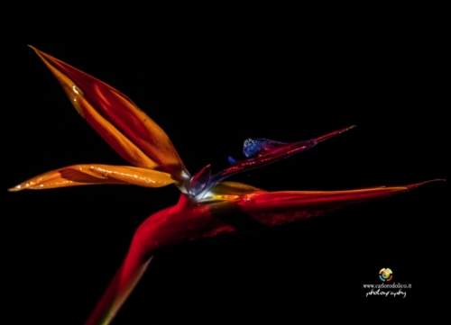 fiori-1558